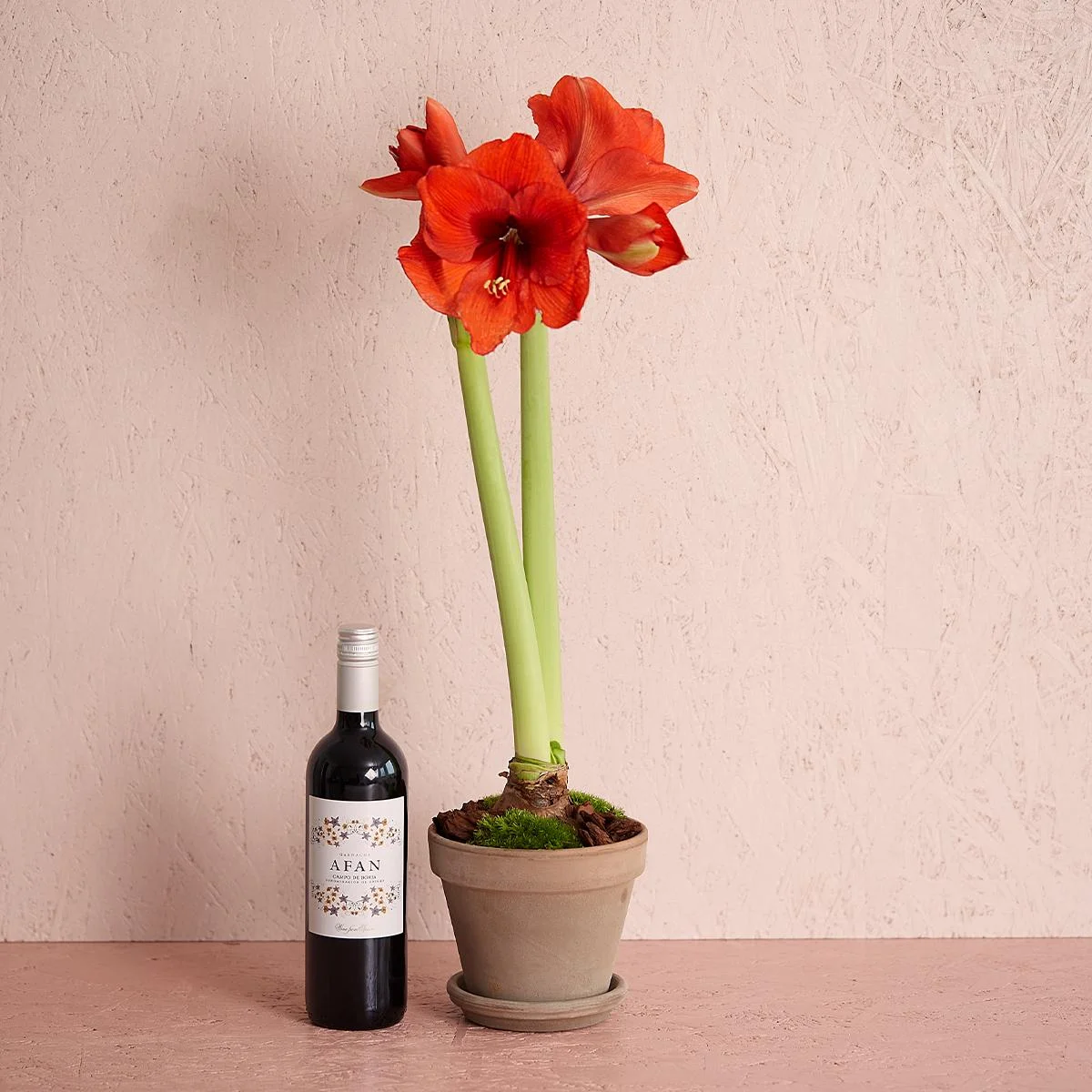 Rød amaryllis i potte med Afan, Garnacha, Campo de Borja